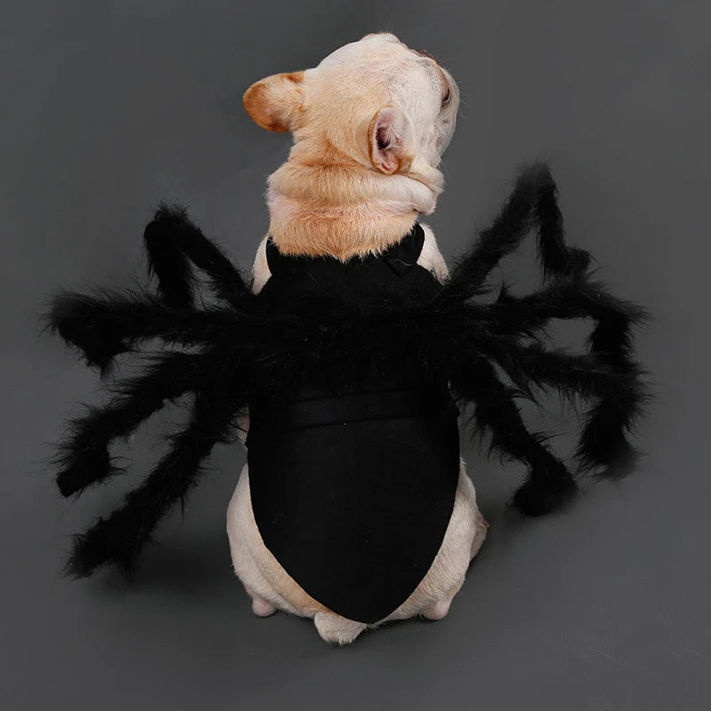 Halloween Spider Pet Costume