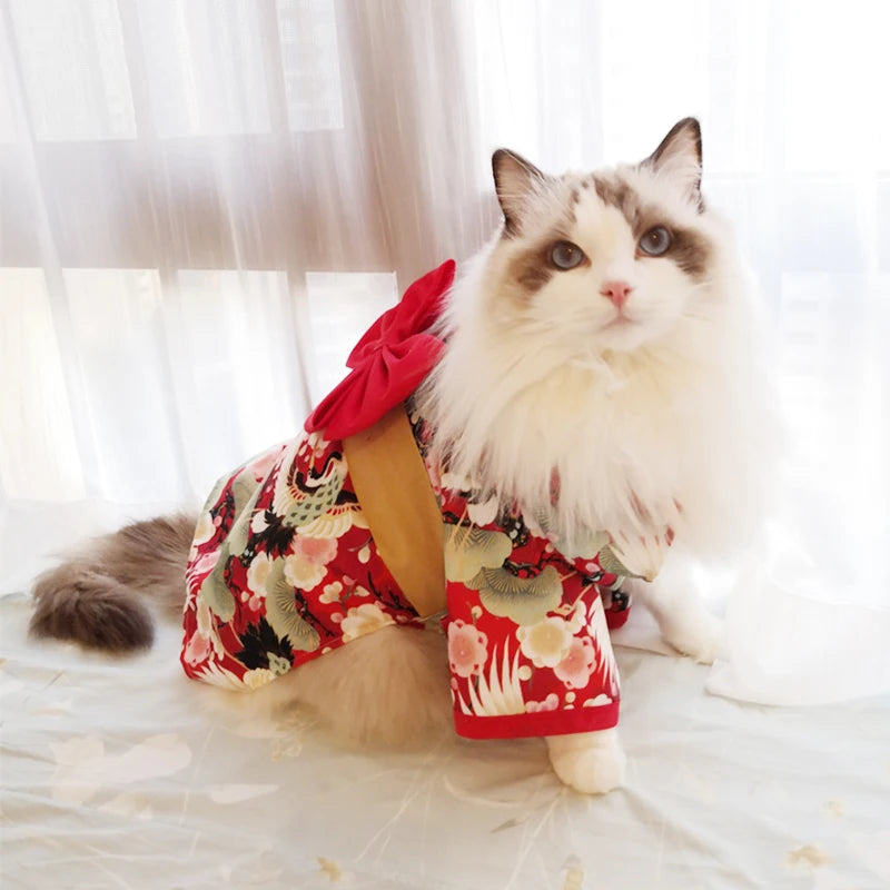 Cat Outfits